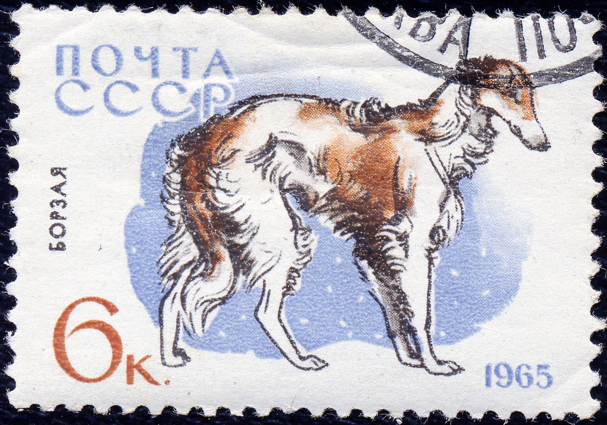 Борзая