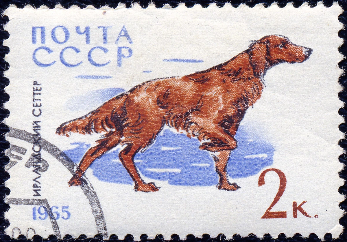 Ирландский сеттер