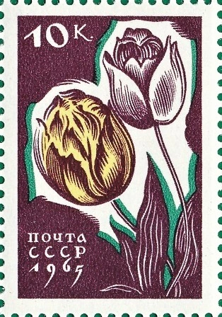 Тюльпаны